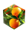 柑橘萃取精華